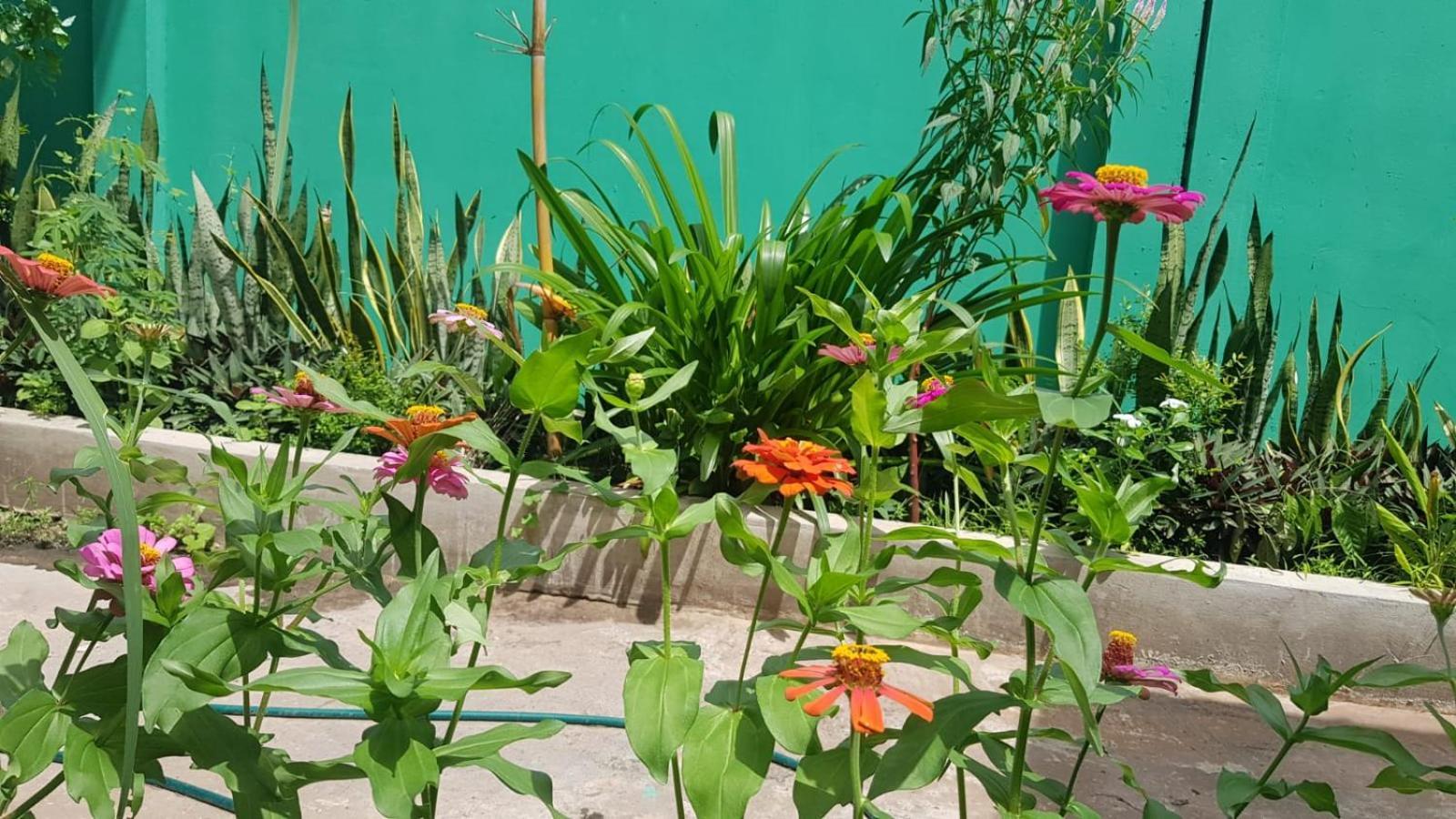Bloom Garden Bed & Breakfast Siem Reap Eksteriør billede