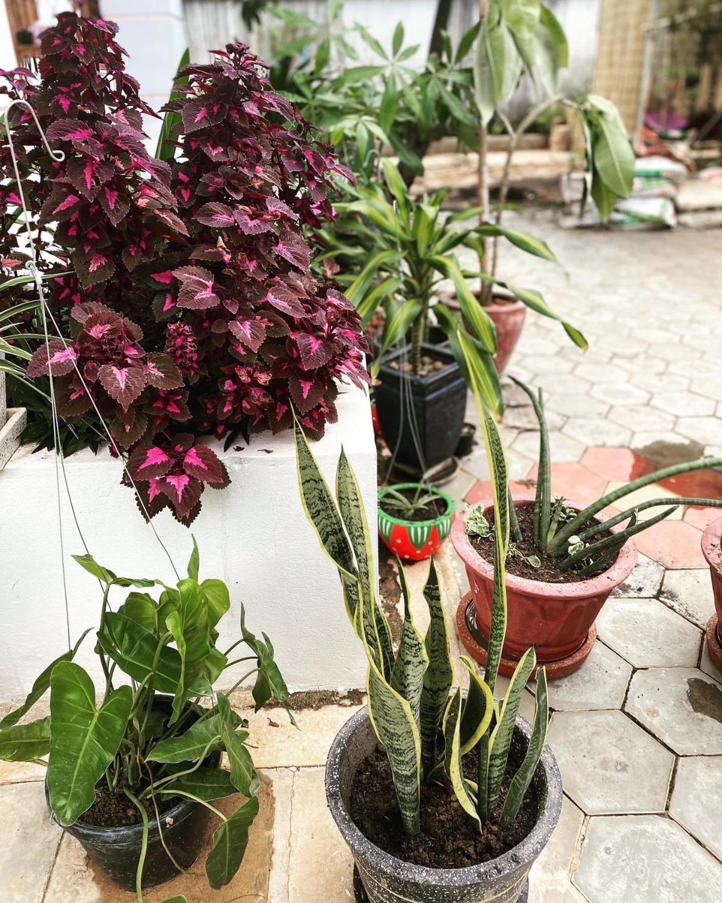 Bloom Garden Bed & Breakfast Siem Reap Eksteriør billede