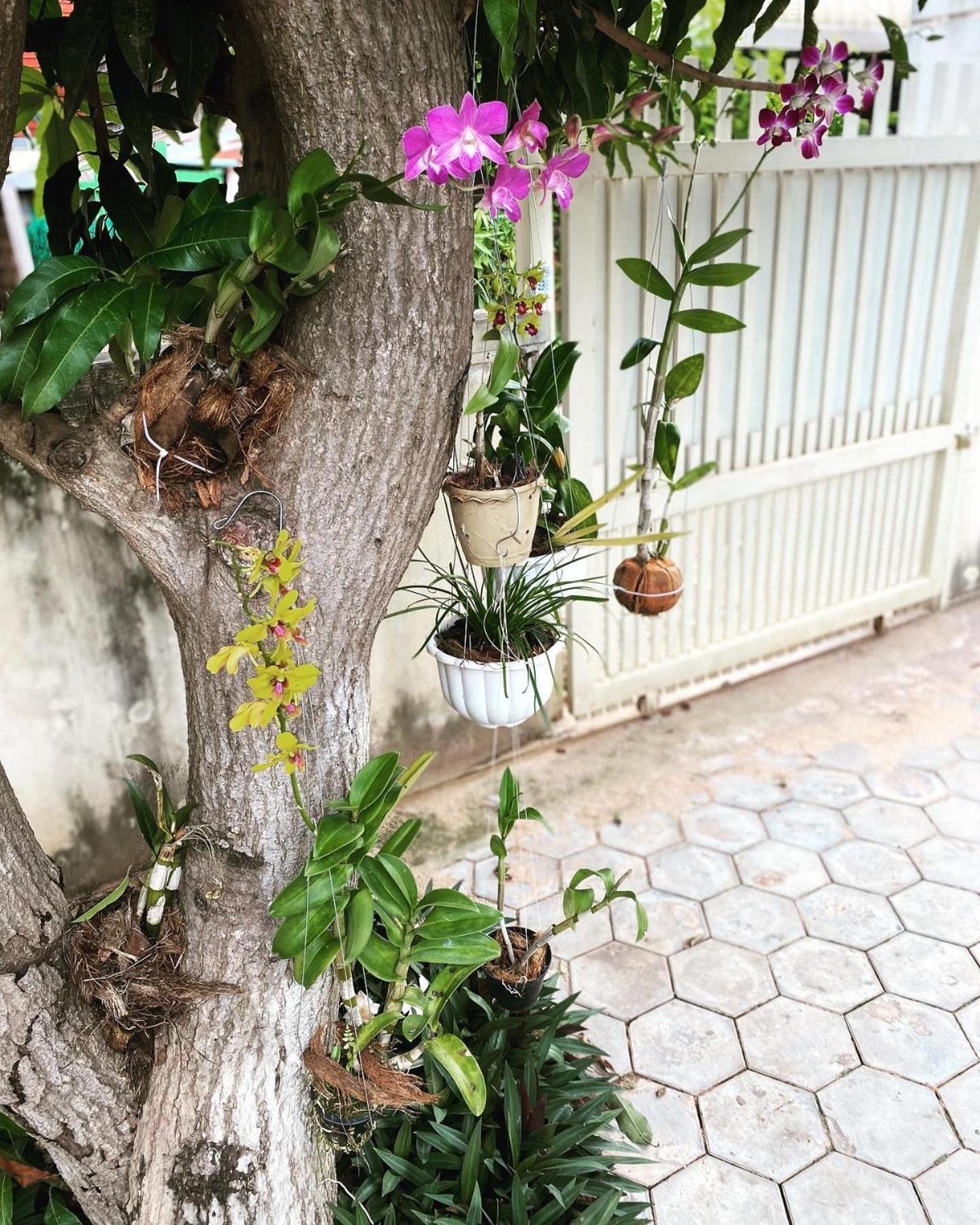 Bloom Garden Bed & Breakfast Siem Reap Eksteriør billede